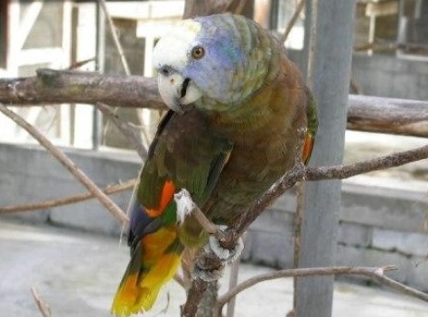 Guadeloupe Island
